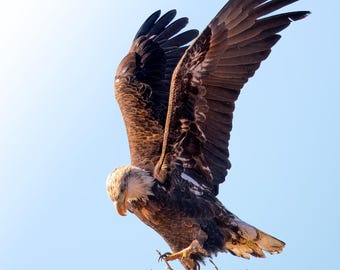 Retrato de águila calva de Yellowstone / Impresión artística de vida silvestre