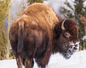 Lámina de bisonte / Foto de bisonte / Lámina de Yellowstone / Fauna de Yellowstone / Invierno en Yellowstone / Decoración de montaña / Regalo de Yellowstone