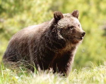 Grizzly Print | Miracle | Grizzly Photo | Wildlife Print | Wildlife Photo | Grand Tetons Photo | Bear Photo | Cabin Decor | Grizzlies