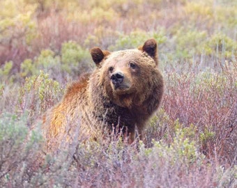 Impresión fotográfica de la osa grizzly 399 / Reina de los Tetons, Arte de vida silvestre