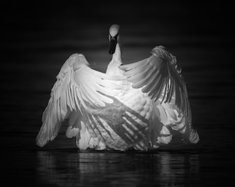 Lámina artística de cisne trompetero / Fauna de Yellowstone, blanco y negro