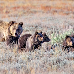 Grizzly Photo | Grizzly Print | Bonita Grizzly | Animal Photography | Grizzly Cubs | National Parks Print | Wildlife Print | Grand Tetons