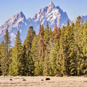 Grizzly Photo | Grizzly Print | Bonita Grizzly | Animal Photography | Grizzly Cubs | National Parks Print | Wildlife Print | Grand Tetons
