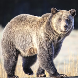 Grizzly Canvas | Grizzly Acrylic | Grand Tetons Print | Wildlife Print | Bear Print | Bear Photography | Bear Print | Mountain Decor