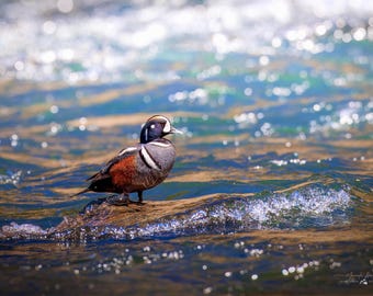 Pato arlequín / Foto de pato / Arte de la vida silvestre / Lámina de Yellowstone / Fotografía de lobos / Pato de Yellowstone / Retrato de pato / Lámina de pato