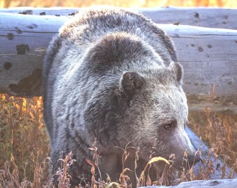 Fotografía de oso grizzly / Lámina de oso grizzly / Lámina de Yellowstone / Lámina de fauna salvaje / Lámina de nieve / Fotografía de oso / Lámina de oso / Decoración de montaña