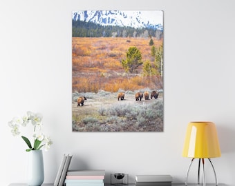 Grizzly Bear 399 & Cubs Photography Print | Grand Teton National Park