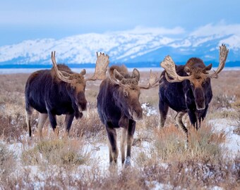 Alce macho / Foto de alce / Impresión de Grand Tetons / Impresión de vida silvestre / Impresión de alce / Fotografía de alce / Alce de Teton / Decoración de montaña