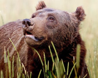 Grizzly Photo | Bruno Grizzly | Grizzly Print | Wildlife Print | Grand Tetons Print | Bear Photography | Bear Print | Mountain Decor