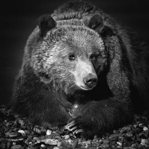 Grizzly Print | Grizzly Canvas | Grizzly Bear | Wildlife Print | Animal Print | Grizzly Photo | Yellowstone | Grizzly Portrait | Cabin Decor