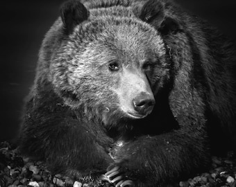 Estampado de oso grizzly / Lienzo de oso grizzly / Oso grizzly / Estampado de vida silvestre / Estampado de animales / Foto de oso grizzly / Yellowstone / Retrato de oso grizzly / Decoración de cabaña