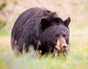 Lámina de oso / Foto de oso / Lámina de Yellowstone / Fauna de Yellowstone / Oso negro / Decoración de montaña / Regalo de Yellowstone