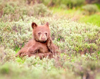 Estampado de osezno / Foto de osezno / Oso negro / Estampado de fauna salvaje / Estampado de animales / Foto de osezno / Estampado de osezno / Grand Teton / Yellowstone / Osezno