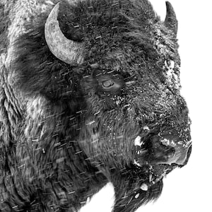 Bison Print | Black and White Bison | Bison Canvas | Bison Acrylic | Yellowstone Bison | Wildlife Print | Bison Wall Art Print | Bison Photo