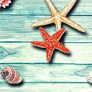 May include: A close-up of a light blue wooden surface with various seashells and starfish. The starfish are orange and tan, and the seashells are white and brown. The background is a light blue color.