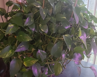 Golden Pothos Cuttings: Easy Grow, Air Purifying Houseplant