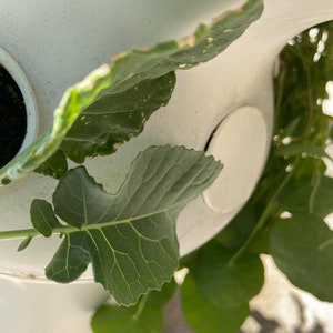 May include: Close-up of green leafy plants growing in a white hydroponic system. The plants are growing vertically and have a vibrant green color.