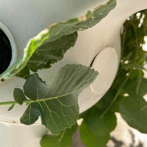 10 Lettuce Grow hole caps