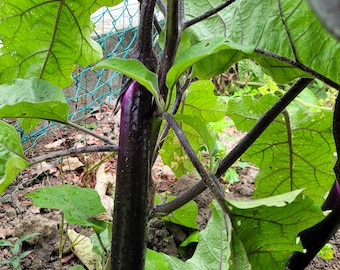 Berenjena morada larga 100 semillas