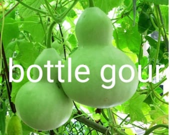 Calabaza de botella, casa de pájaros india, 10 semillas