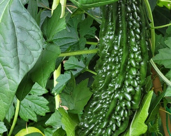 Semillas de melón amargo indio de Canadian Home Garden 10 piezas