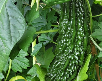 Indian bitter melon seeds from Canadian home Garden 10 PCS