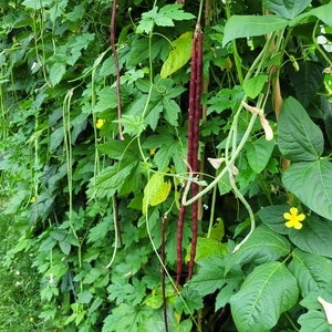 Può includere: Primo piano di un traliccio da giardino con viti verdi e lunghi fagiolini viola e verdi che crescono su di esso. Ci sono fiori gialli che sbocciano sulle viti.