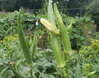 Long Okra seeds 30 seeds