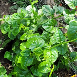 グリーンマラバーほうれん草の種子 20 粒