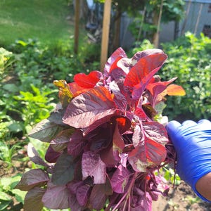 Red spinach Red Amaranth  pure red spinach seeds Heirloom seeds over 1000+ seeds
