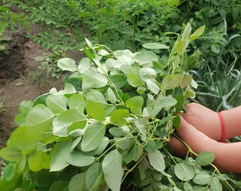 Graines de moringa pour planter 10 graines