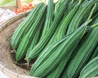 Ridge kalebas Chinese okrazaden Heirloom niet-ggo-zaden uit Canada