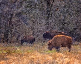 Herd of Buffalo Grazing On the Prairie In Canvas, Metal or Art Paper