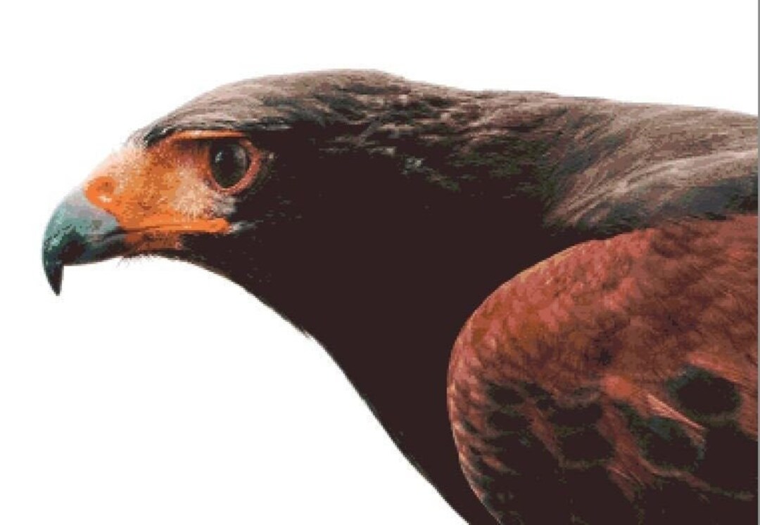 BIRD OF PREY, aigle, point de croix compté, patron téléchargeable