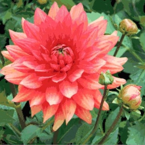 PINK DAHLIA, flower, garden, yard, counted cross stitch pdf download pattern