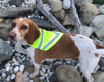 May include: A brown and white beagle dog wearing a bright yellow safety vest with reflective strips. The dog is standing on a bed of small stones.
