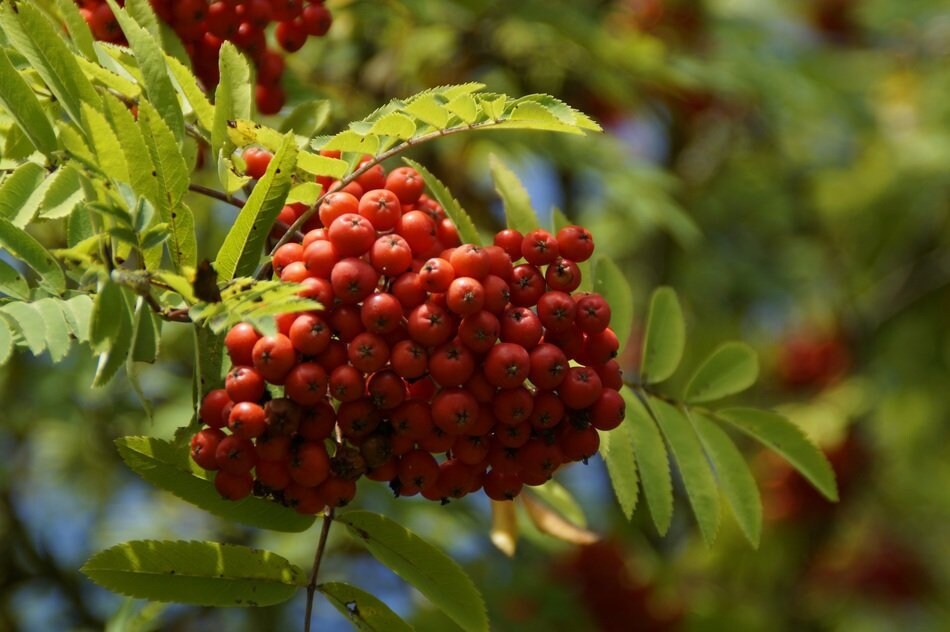 25 Mountain Ash Berry Seeds - Etsy