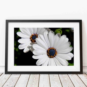 Digital photography | white daisy image