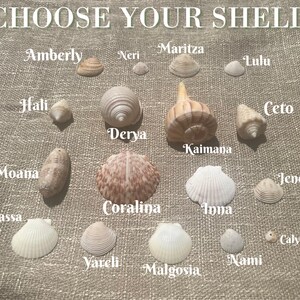 Real Shell Necklace, Mermaid Inspired Unique Seashell Necklace, .925 ...