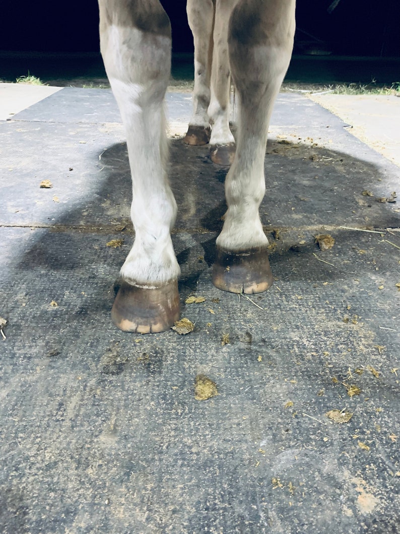 以下が含まれることがあります： 馬の脚と蹄のクローズアップ。馬は暗い灰色の表面に立っており、茶色の破片がいくつかあります。