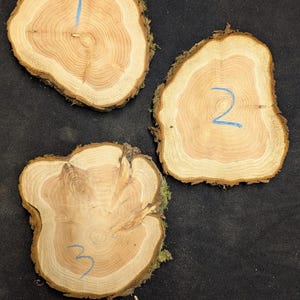 May include: Three wooden coasters cut from tree trunks, each with a unique shape and visible growth rings. Numbers 1, 2, and 3 are written in blue on each coaster. The edges are lined with bark and moss.