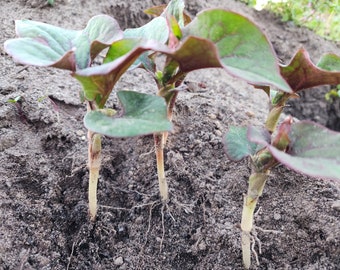 Live Organic Houttuynia Cordata (Fish Mint， 鱼腥草， 折耳根) Plants