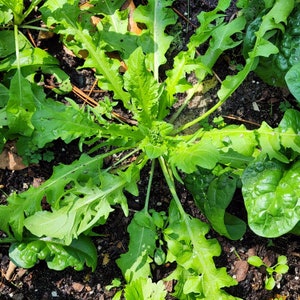 May include: A close-up of a patch of green leafy plants growing in a garden. The leaves are large and have a jagged edge. The plants are growing in a bed of dark brown soil.