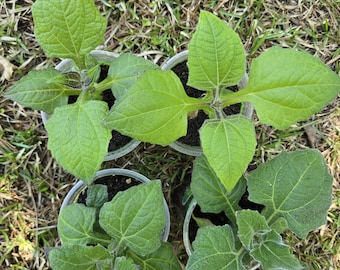 Organic Yacón (Smallanthus sonchifolius, pear of the earth, 雪莲果）Plants
