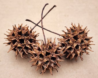 May include: Three brown, spiky, dried seed pods with long, thin stems.