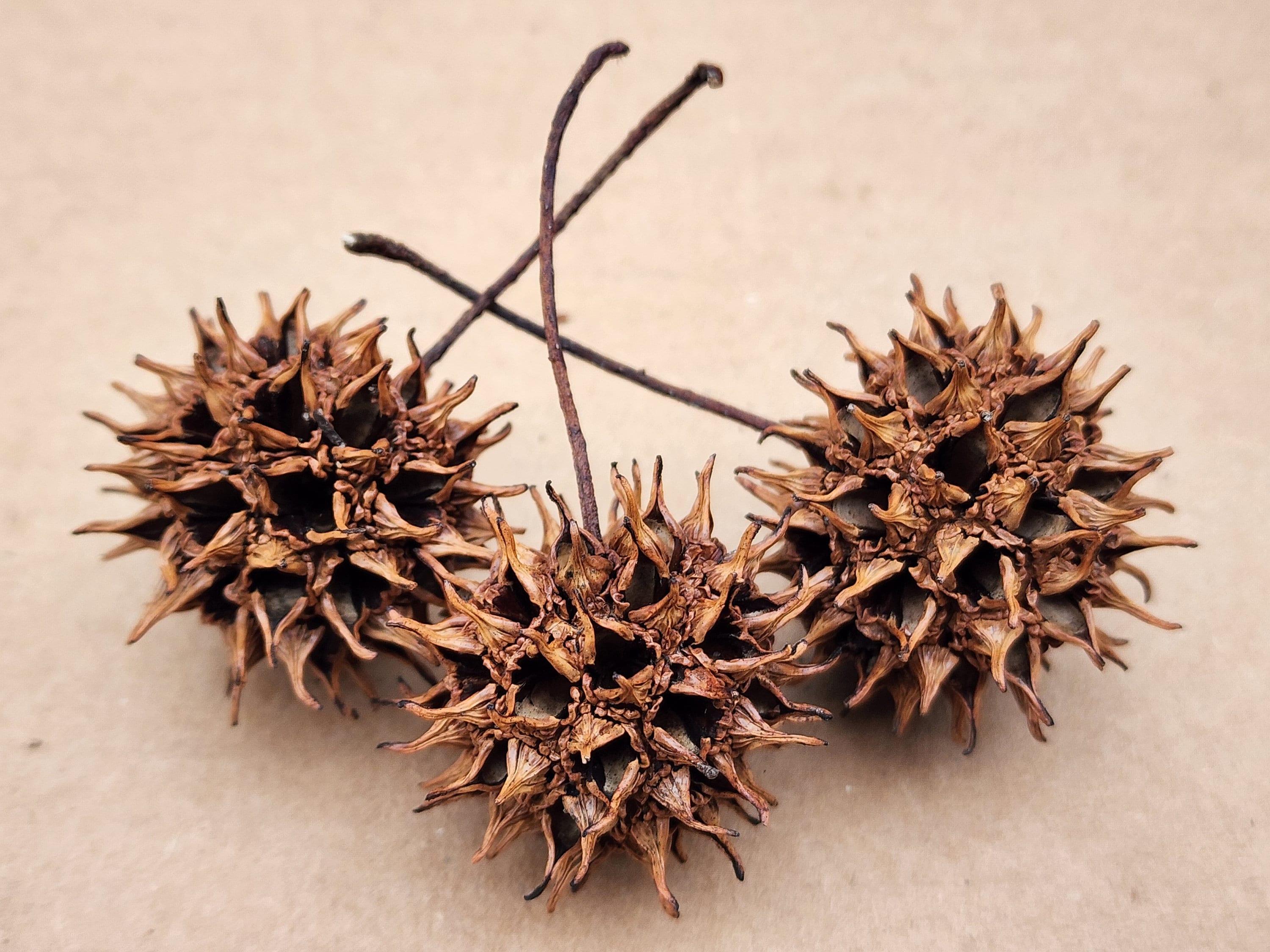 14 Dirtiest Messiest Trees To Not Plant In Your Yard Tree