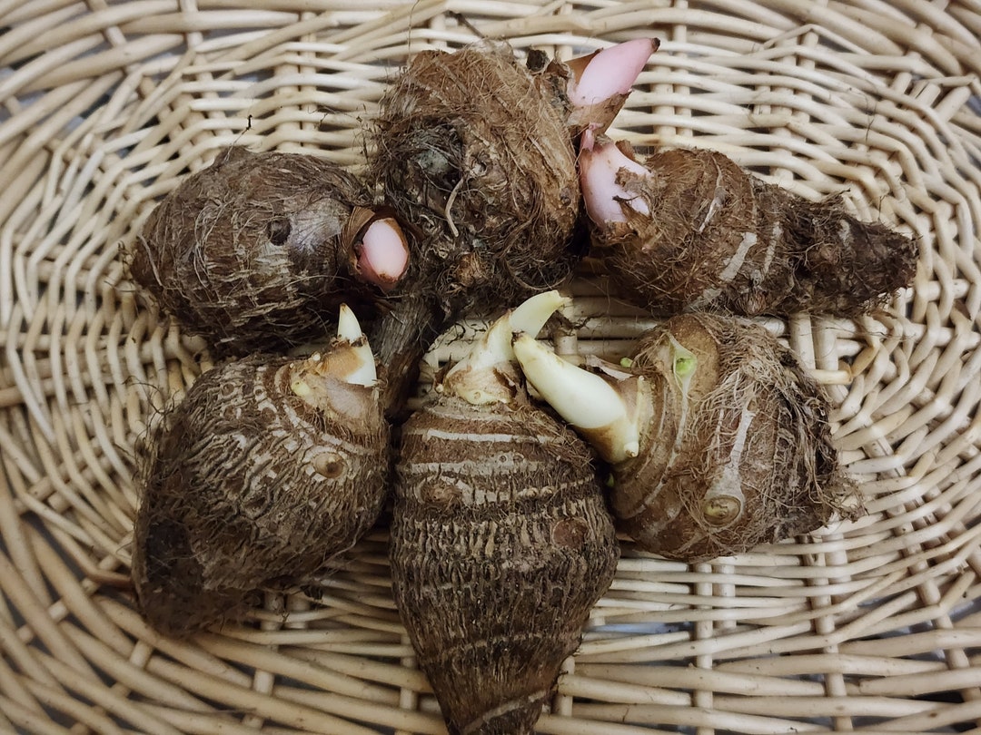 edible taro plant for sale