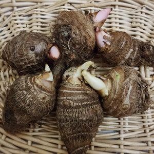 6 Organic Edible Taro Root Bulbs for Planting