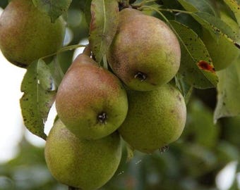 Estacas de pereira Kieffer – 10 estacas de 15 a 20 cm de comprimento, para produção de pera madura.