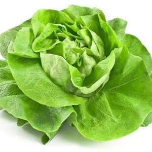 LETTUCE - Crisp Lettuce SEED Corn - ORGANIC 125 pc Seeds - Organic / Natural - Gardening is Super - Organic Vegetable and Fruit Seed Corn